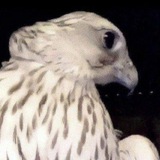 Telegram profile photo for ᷂عذاريب.
