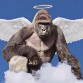 Telegram profile photo for HARAMBE MEMES