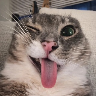 Telegram profile photo for Только не это…