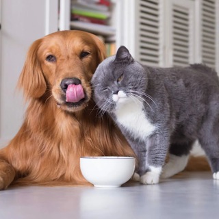 Telegram profile photo for Домашние животные