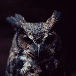 Telegram profile photo for Правовая Школа