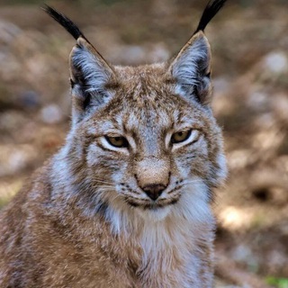 Telegram profile photo for akkiemi