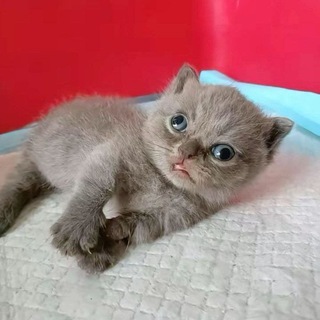 Telegram profile photo for pipi энжоер