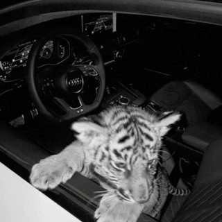 Telegram profile photo for Фотоподтверждение NEWSnft77