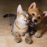 Telegram profile photo for PET 🐕