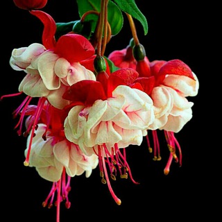 Telegram profile photo for اشعارصوتی ترکی وفارسی🌹