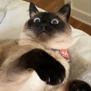 Telegram profile photo for Merv Portal