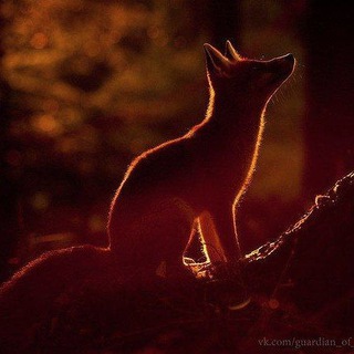 Telegram profile photo for 𝙰 𝚕𝚘𝚜𝚝 𝚜𝚘𝚞𝚕🔒
