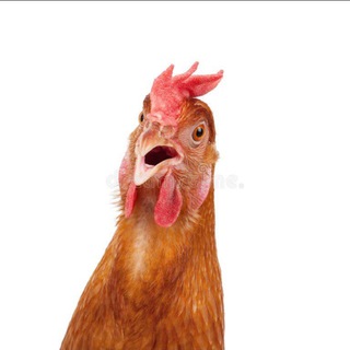 Telegram profile photo for Курочка 🐔