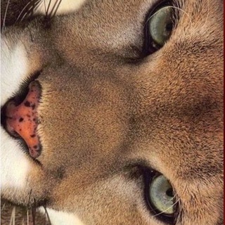 Telegram profile photo for babyykam))
