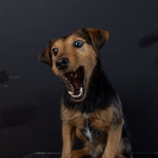 Telegram profile photo for Ягдокси