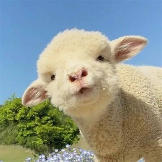 Telegram profile photo for Кончание ягнят 💦