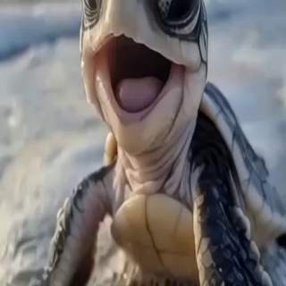 Telegram group profile photo for Чат водителей, попутчиков. Посылки, пассажиры для водителей