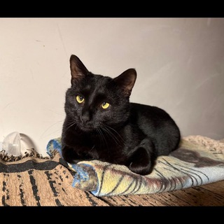 Telegram profile photo for Помощь Чернышевским котикам