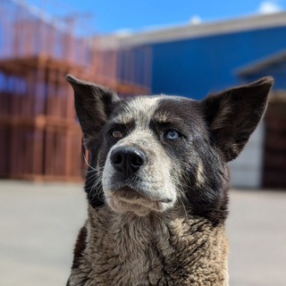 Telegram profile photo for Собачья жизнь