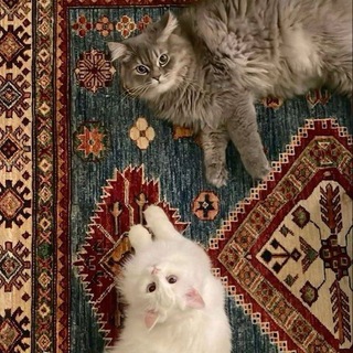 Telegram profile photo for لـَنفسيي ,7