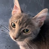 Telegram profile photo for Zac's Cat Diary