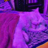 Telegram profile photo for ππΉ κͺπ³πͺπ΅π¦π³