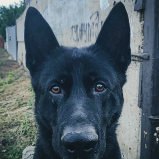 Telegram profile photo for Дозорk9