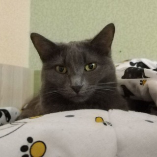Telegram profile photo for Мася