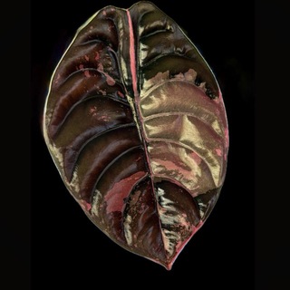 Telegram profile photo for VariegatedAlocasia
