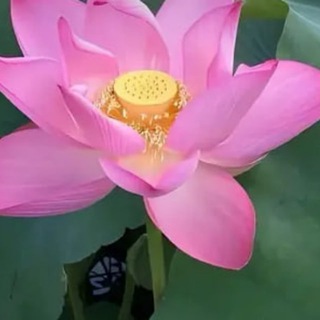 Telegram profile photo for 花开富贵
