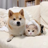 Telegram profile photo for Sar Community (Memes)
