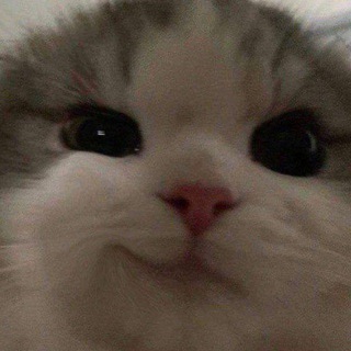 Telegram profile photo for Демид? Здесь?