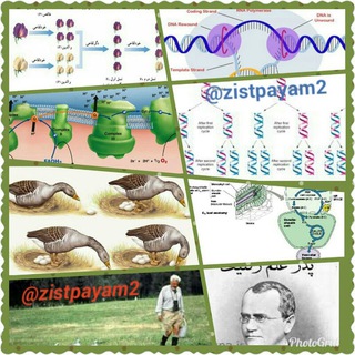 Telegram profile photo for Zist12Elyasi