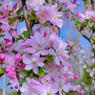 Telegram profile photo for دهیاری روستای شریف آباد
