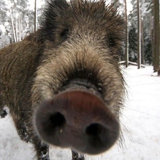Telegram profile photo for день кабана 𓃟