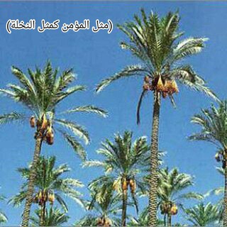 Telegram profile photo for قناة الشيخ الصادق أبي عبدالله الهاشمي (الحكمة والأثر)