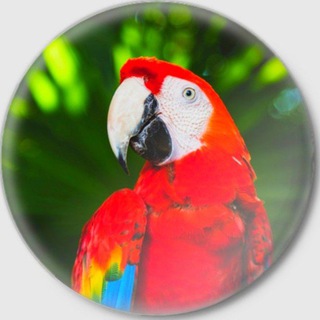 Telegram profile photo for 💯🥇TOSHKENT QUSH BOZORI VA NOYOB JONZOTLAR