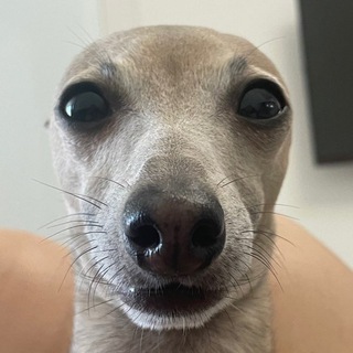 Telegram group profile photo for 🍟 почти_Мишлен Chat