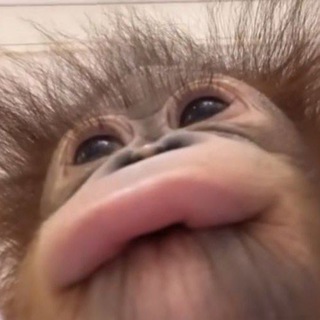 Telegram profile photo for schweps