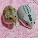 Telegram profile photo for Инфо 𝐹𝑙𝑢𝑓𝑓𝑦 𝐻✶𝑣𝑒𝑛🐇🍓