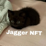 Telegram profile photo for Jagger NFT