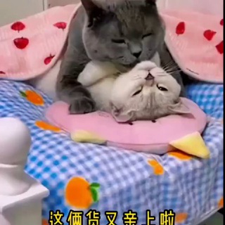 Telegram profile photo for 成都高颜大学生活专榜