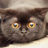 Telegram profile photo for 🐱Cats🐶Dogs & Animals🐭🐹🐰🦊🐻🐼🐻❄️🐨🐯🦁🐮🐷🐸