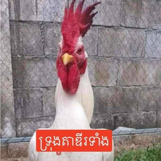 Telegram group profile photo for ទ្រុងតាឌីរទាំង👨🦳🐓🇰🇭