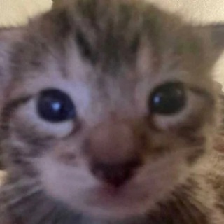 Telegram profile photo for Шизофрения Лисова