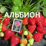 Telegram profile photo for Рхматжон. Жумаев