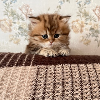 Telegram profile photo for Ирис Кис-Кис
