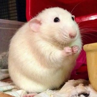 Telegram profile photo for Rat's daily + cf