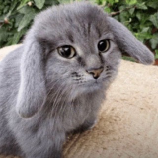 Telegram profile photo for выгнали из мурина гэнг