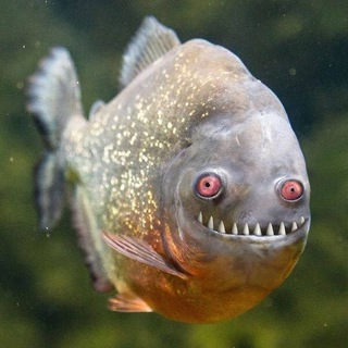 Telegram profile photo for Книжный мир Рыбы