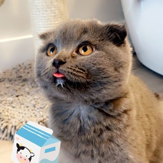Telegram profile photo for Bluey The Bear Token /channel