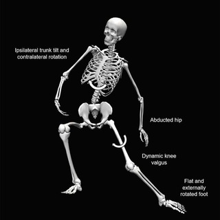 Telegram profile photo for Science of Biomechanics, Sports Injuries, Pain and Musculoskeletal disorders