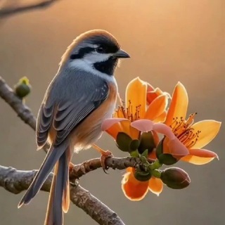 Telegram profile photo for متنوع