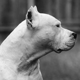 Telegram profile photo for BG ALPHA DOGS
